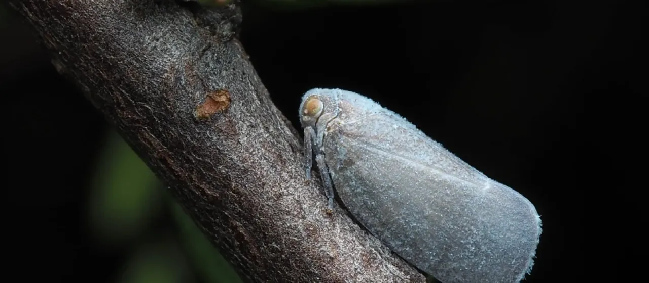 Anzora unicolor