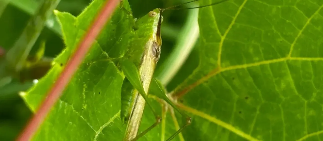 Slender meadow katydid