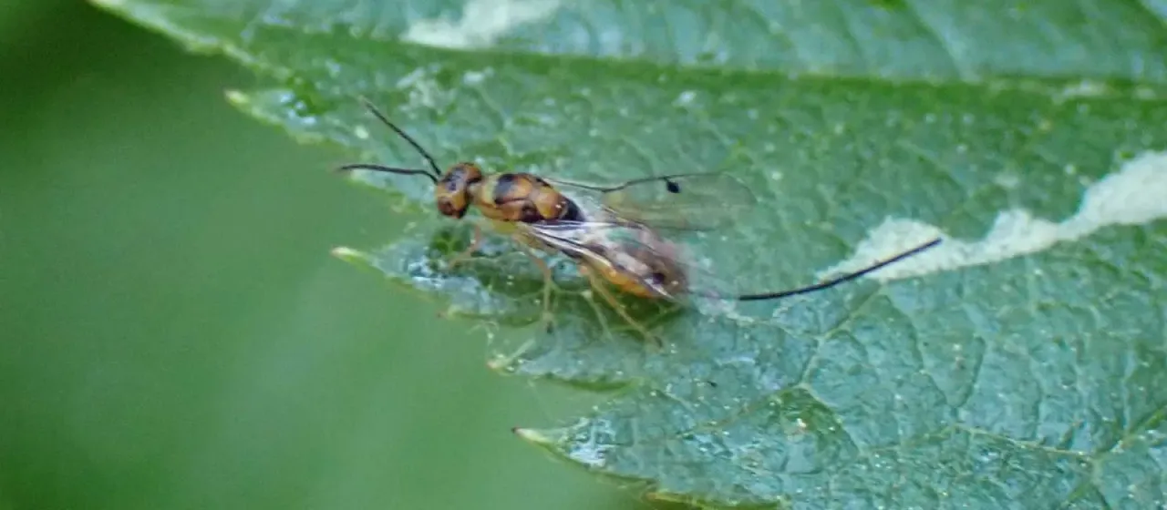 Rose seed chalcid
