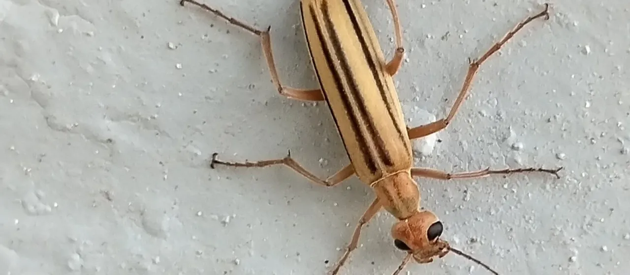 Epicauta abadona
