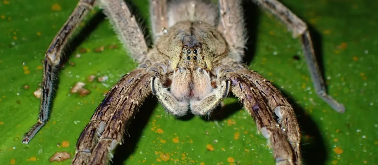 Brazilian wandering spider