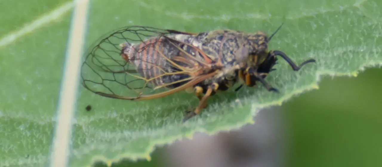 Цикадка вида Cicadivetta