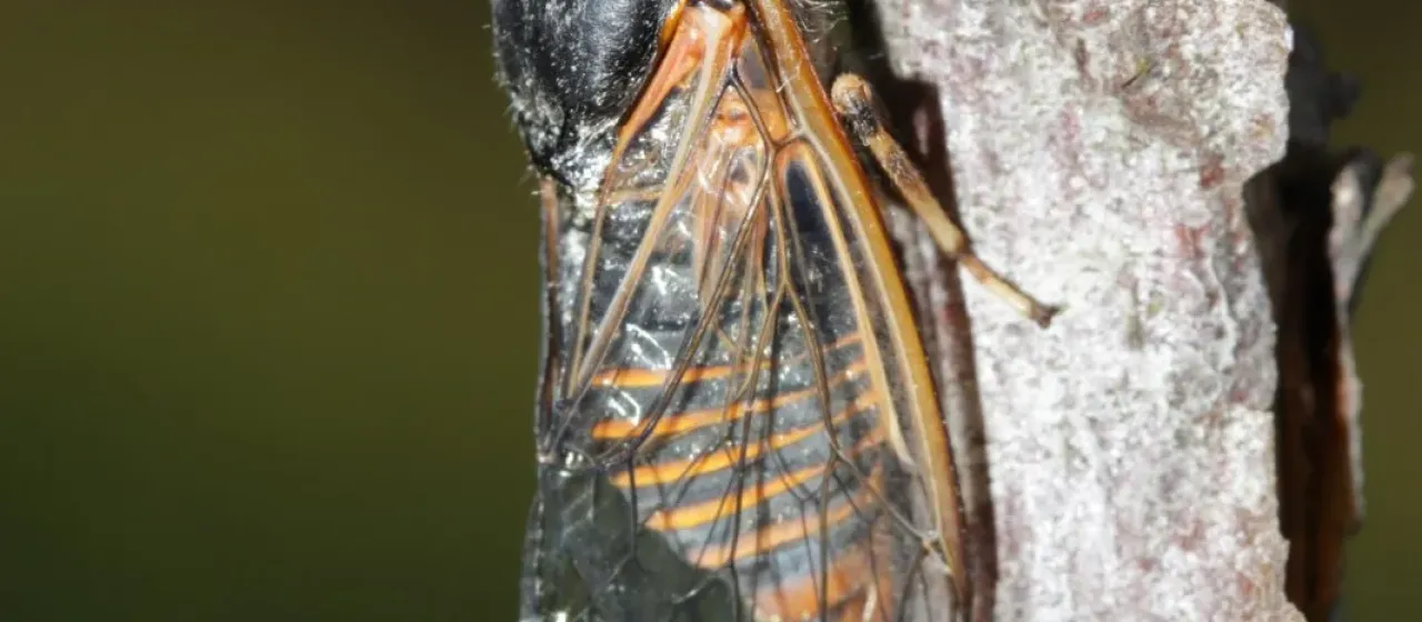 Cicada
