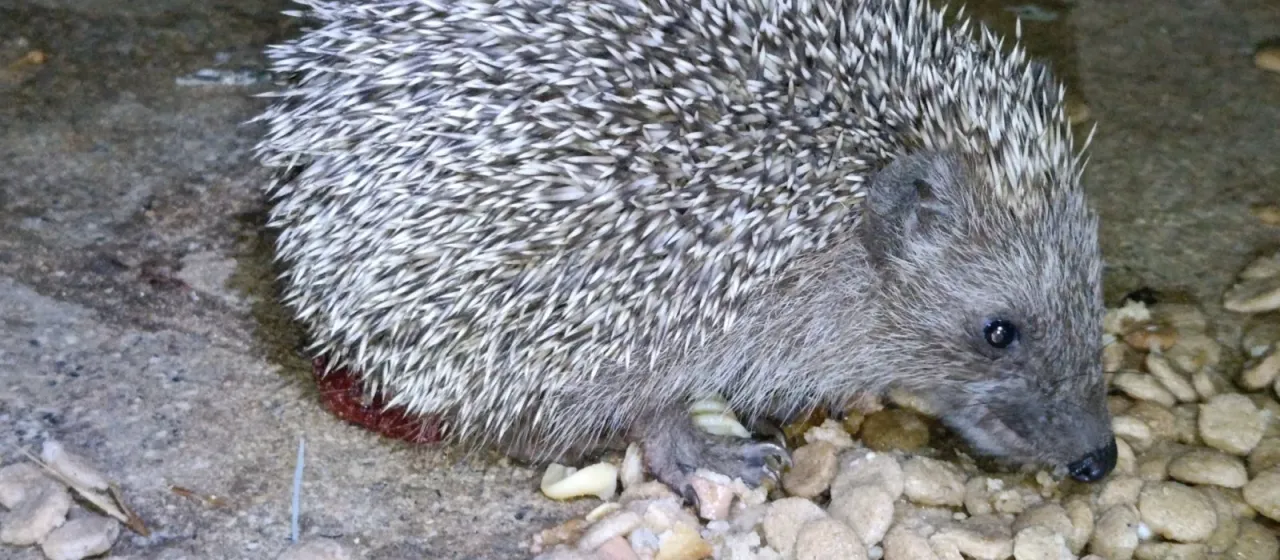Southern white-breasted hedgehog