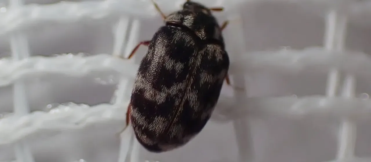 Australian carpet beetle