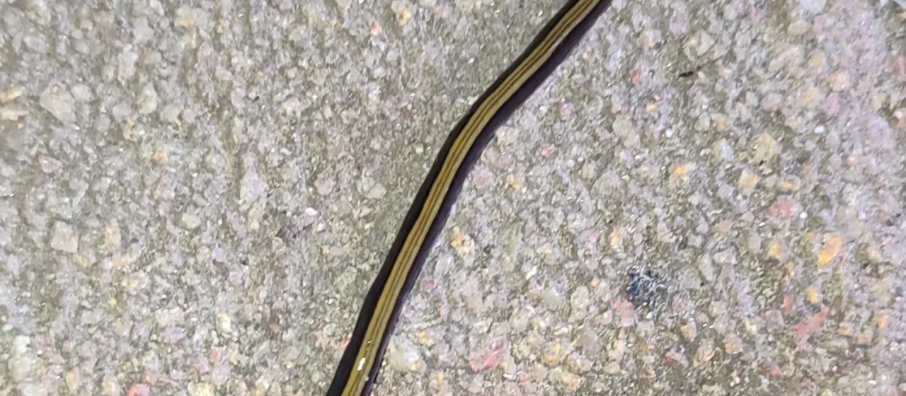 Variegated flatworm
