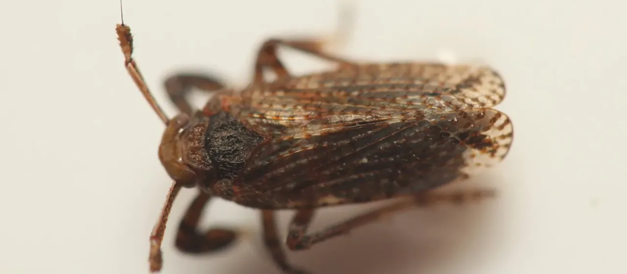 Asiraca clavicornis