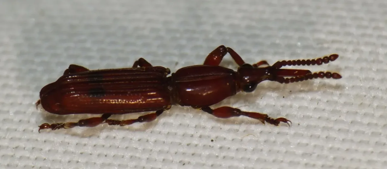 Trachelizus