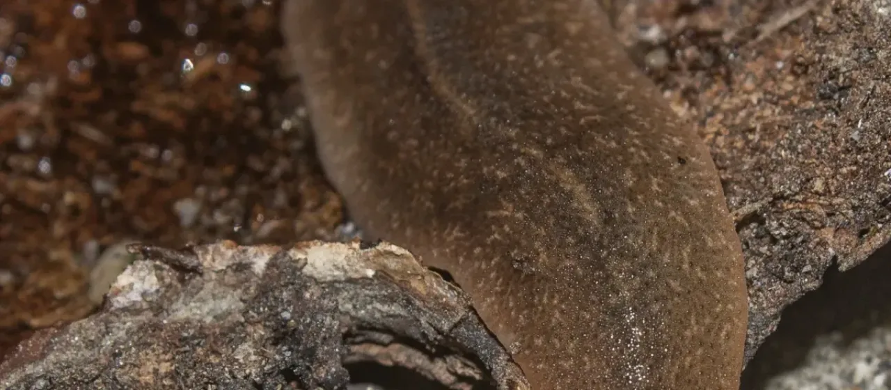 Слизень Diplosolenodes occidentalis