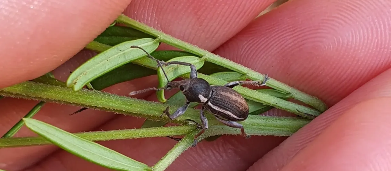Долгоносик Perperus lateralis