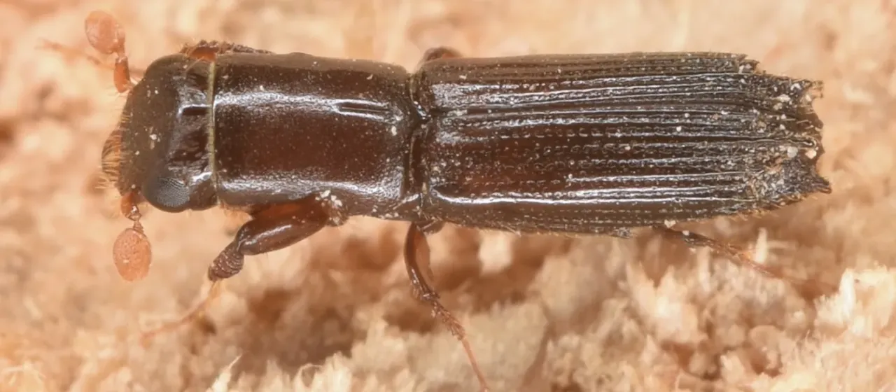 Платипод