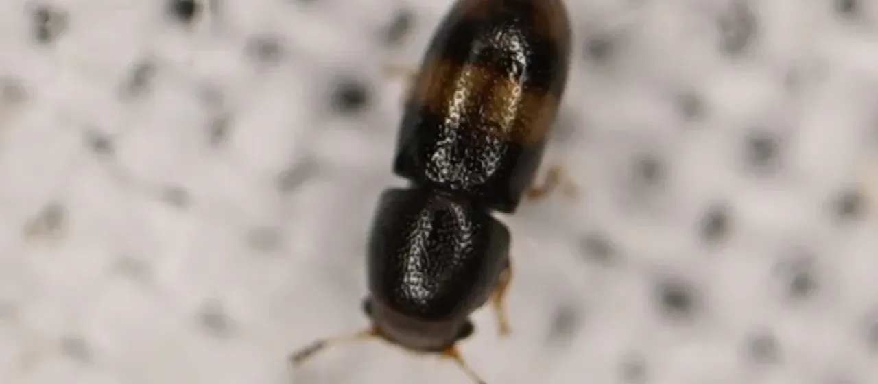 Orthocis