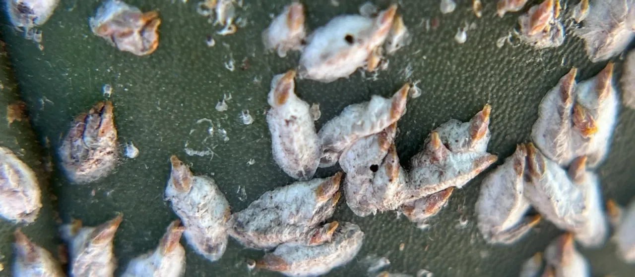 Opuntiaspis