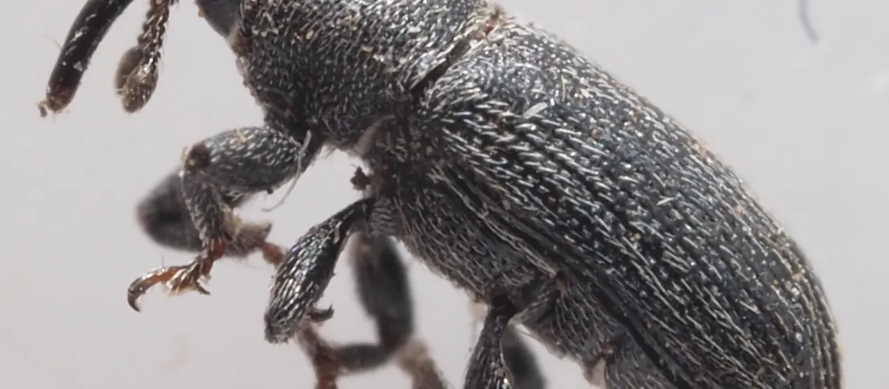 Mecinus pyraster