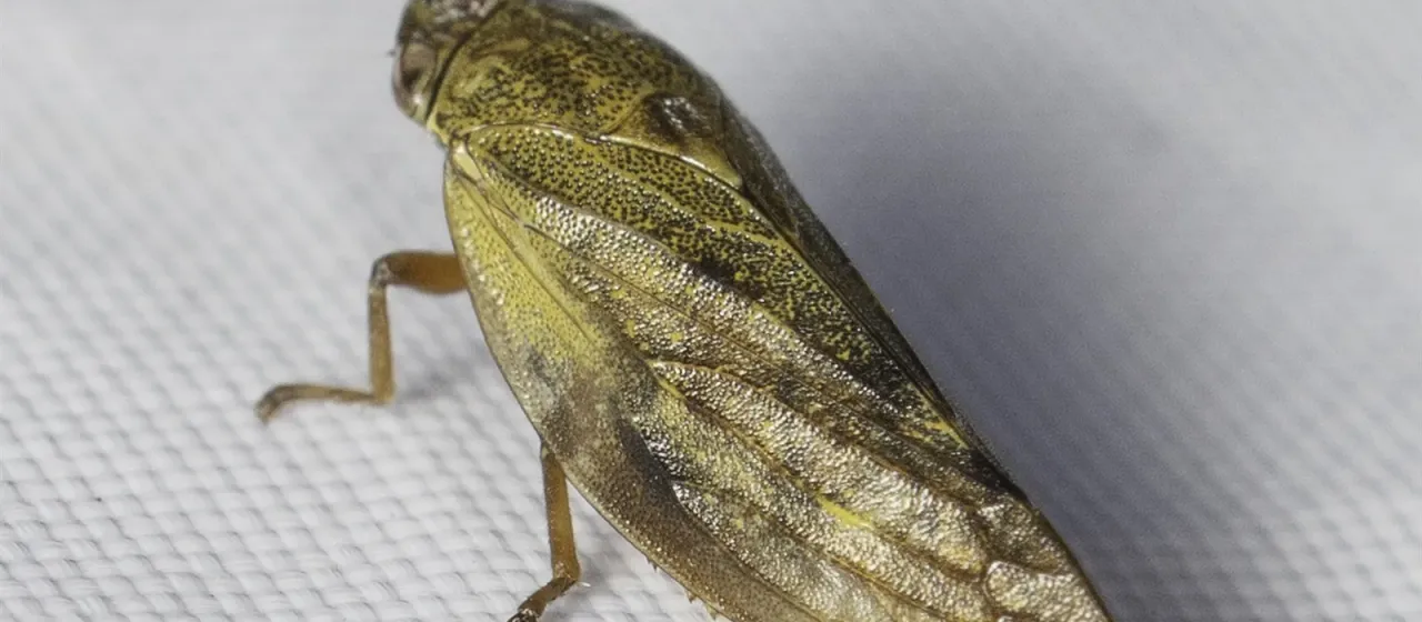 Willow spittlebug