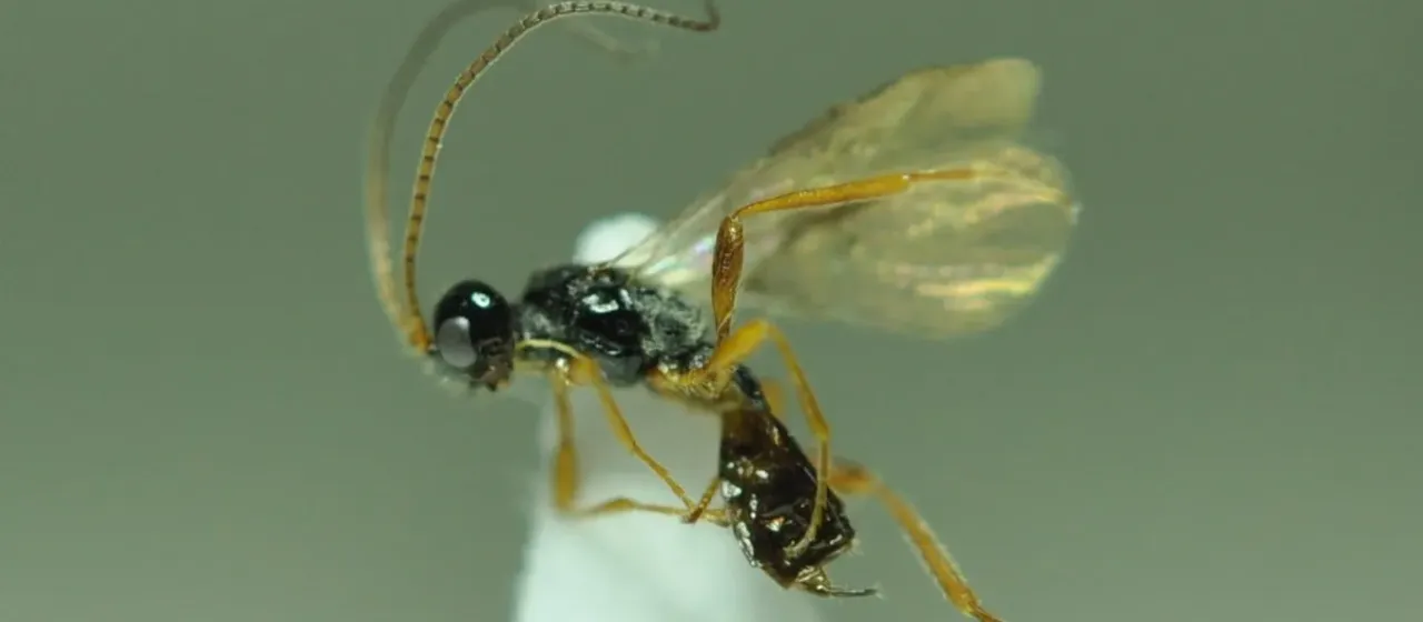 Chorebus gracilis