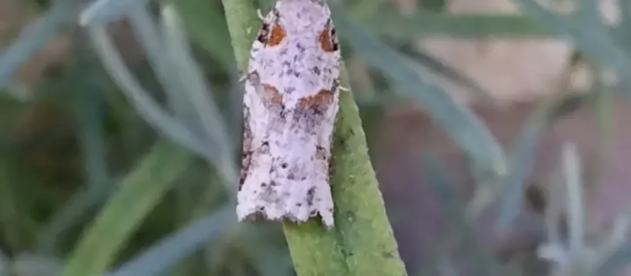 Листовертка Harmologa amplexana