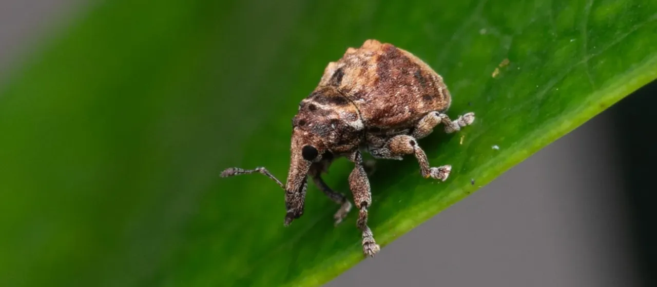 Menechirus