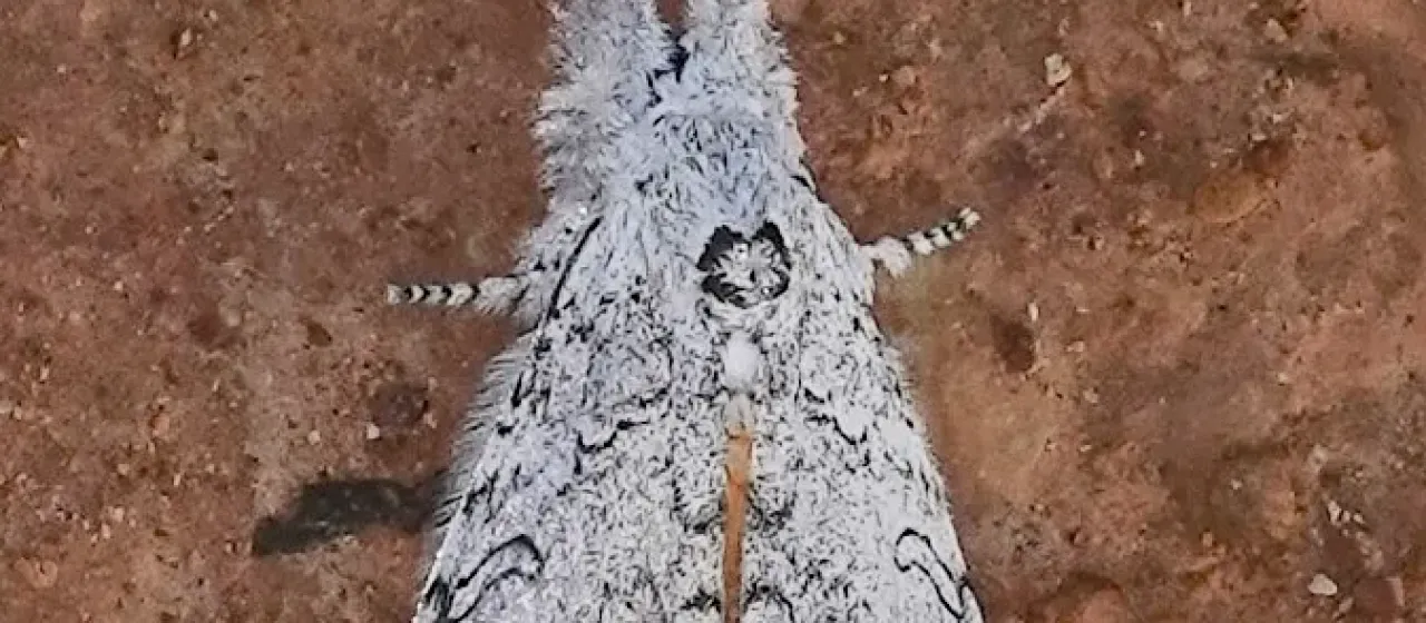 Каллитеара Хорсфилда