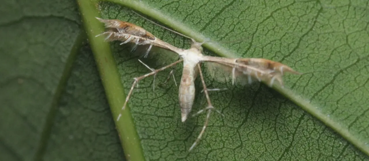 Carambola fruit borer