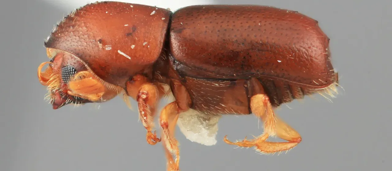 Кортилокурус