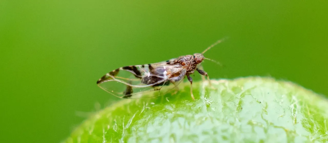 Potato psyllid