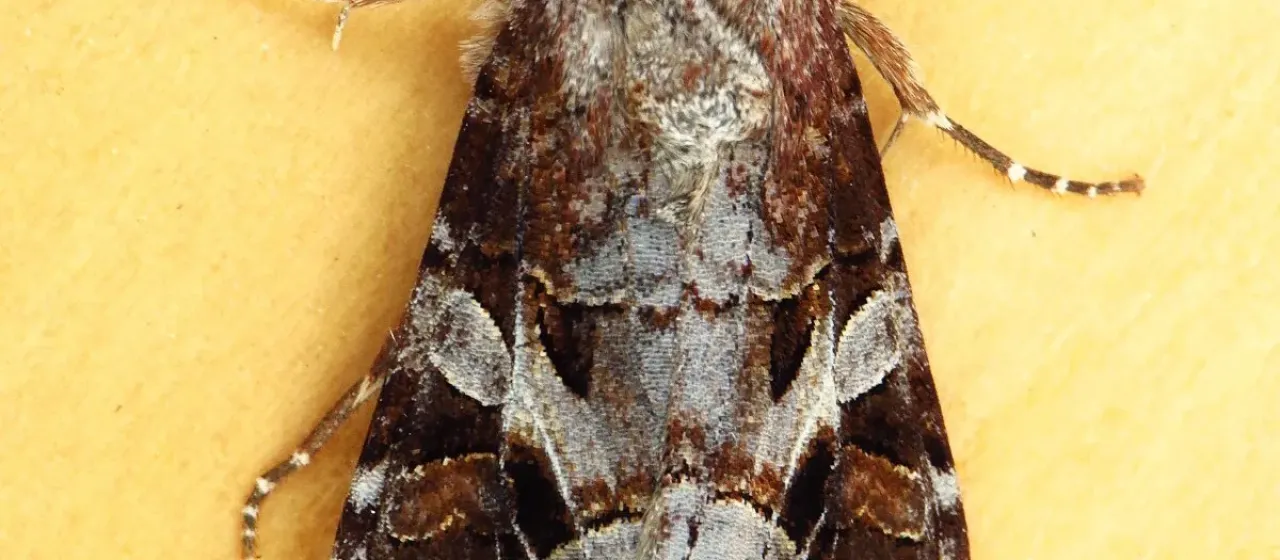 Trichordestra
