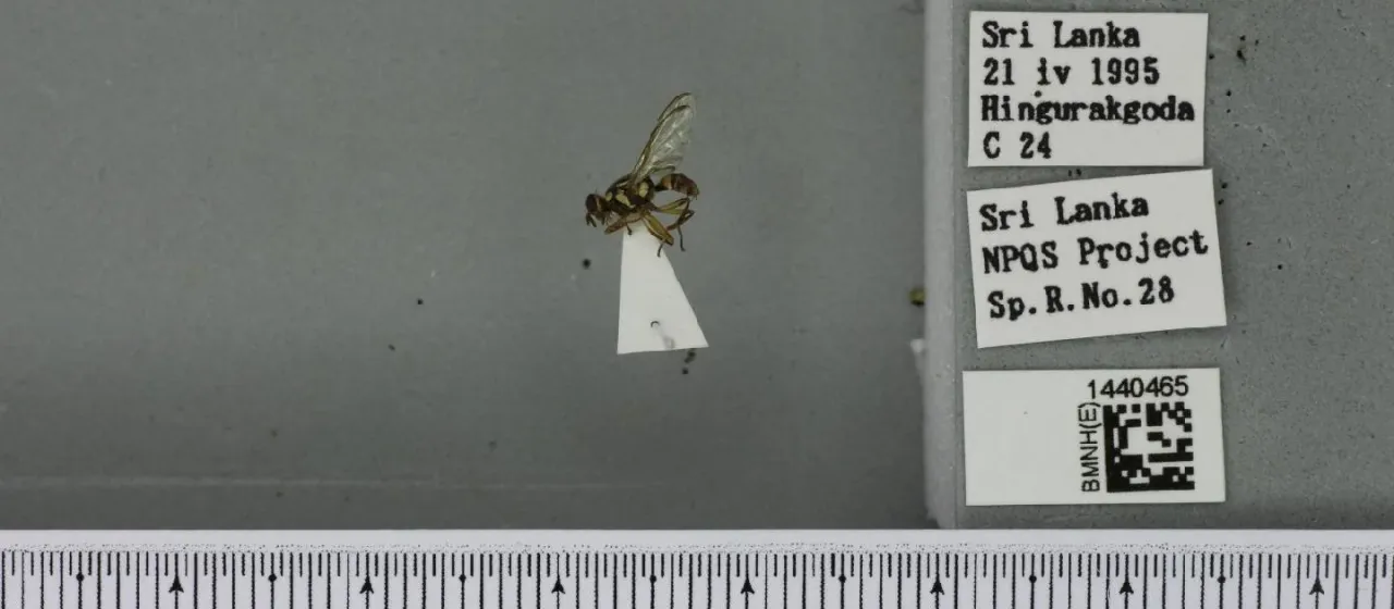 Плодовая муха Zeugodacus caudatus