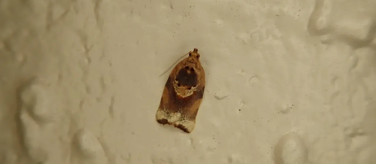 Argyrotaenia amatana