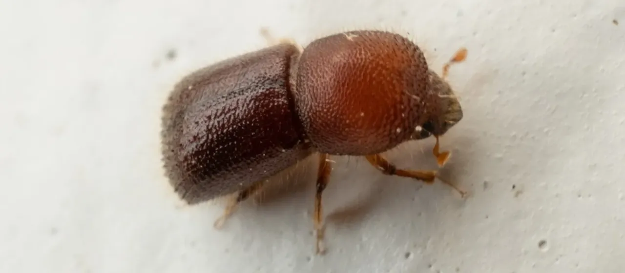 Ambrosiodmus minor
