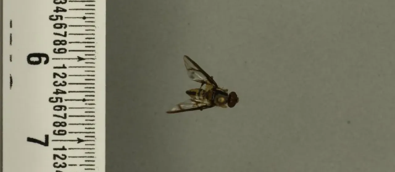 Плодовая муха Bactrocera distincta