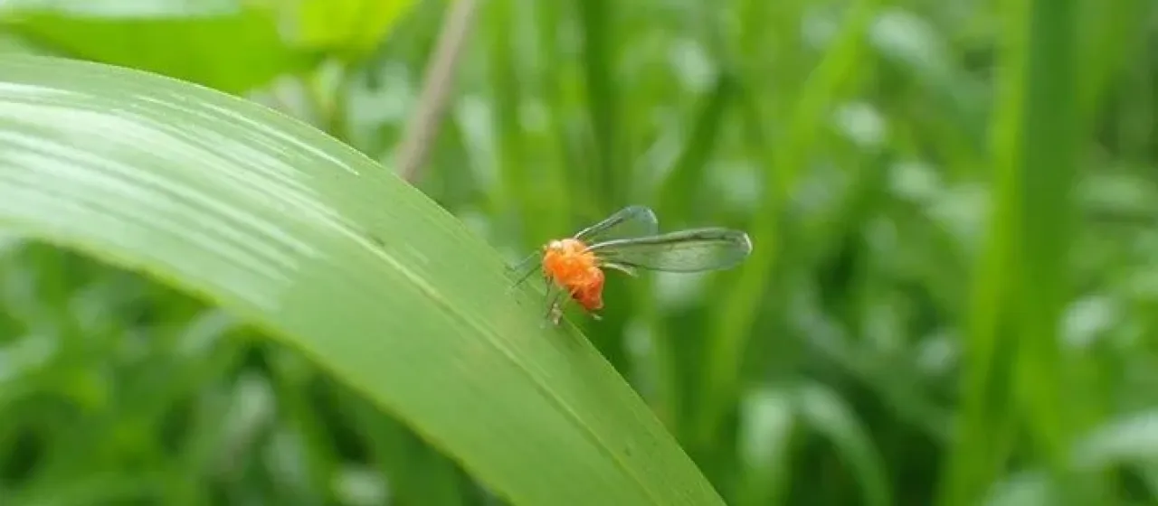 Диостромбус