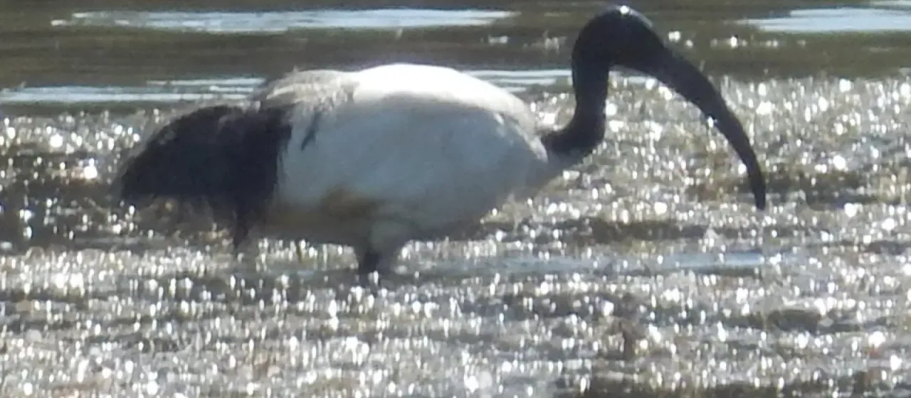African sacred ibis