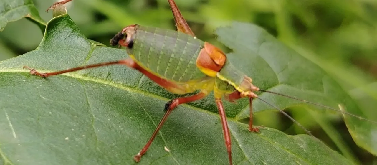 Barbitistes obtusus