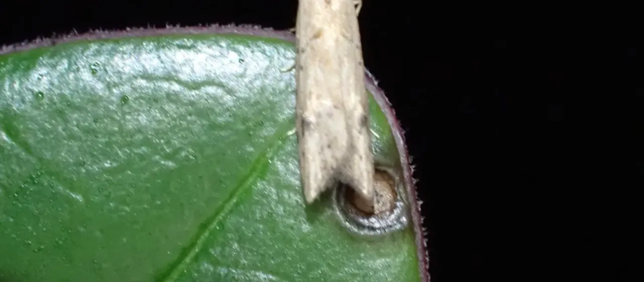Raspberry fruit moth