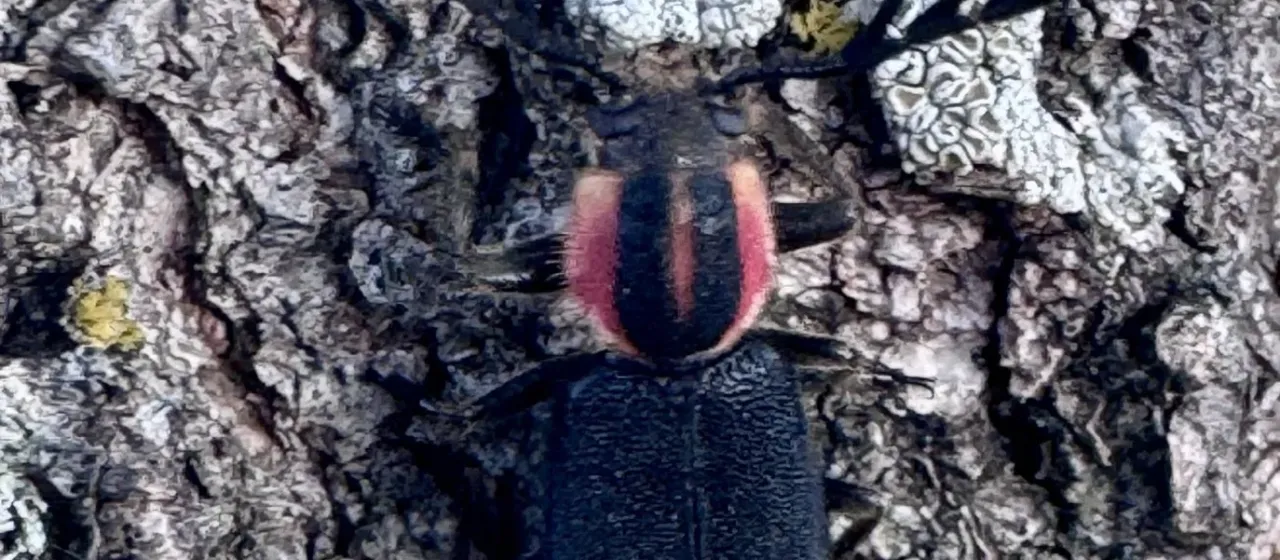 Chariessa pilosa