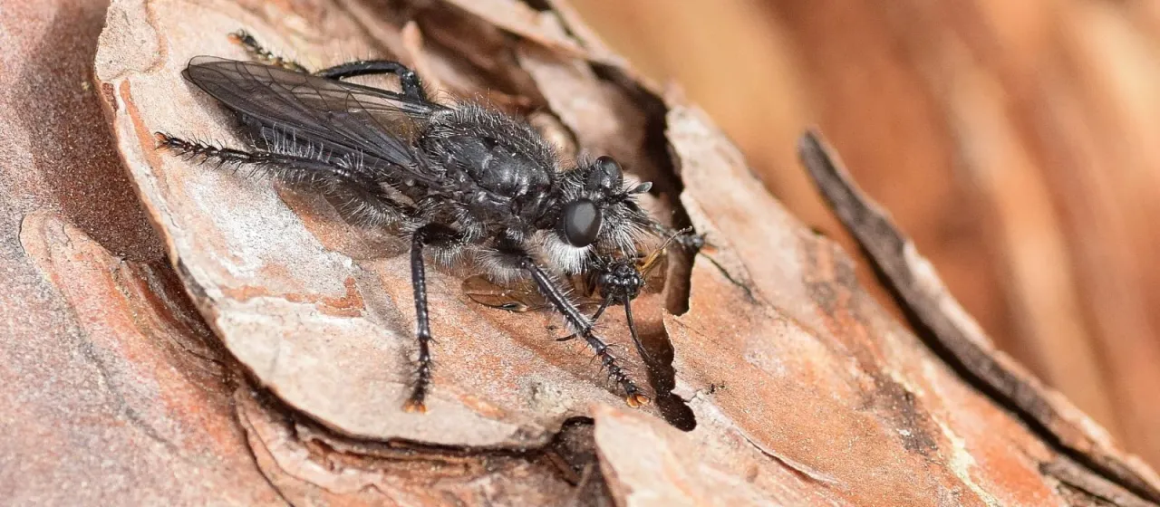 Robber fly Andrenosoma