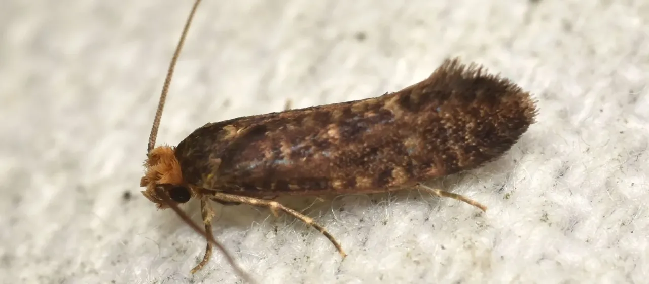 Cephimallota
