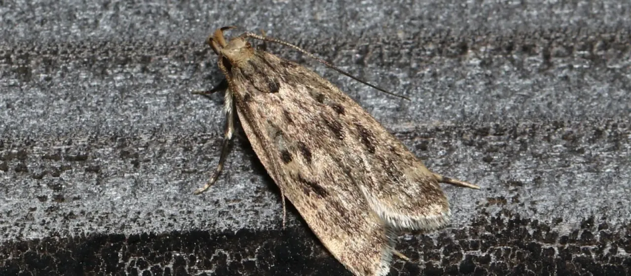 Grain stalk moth