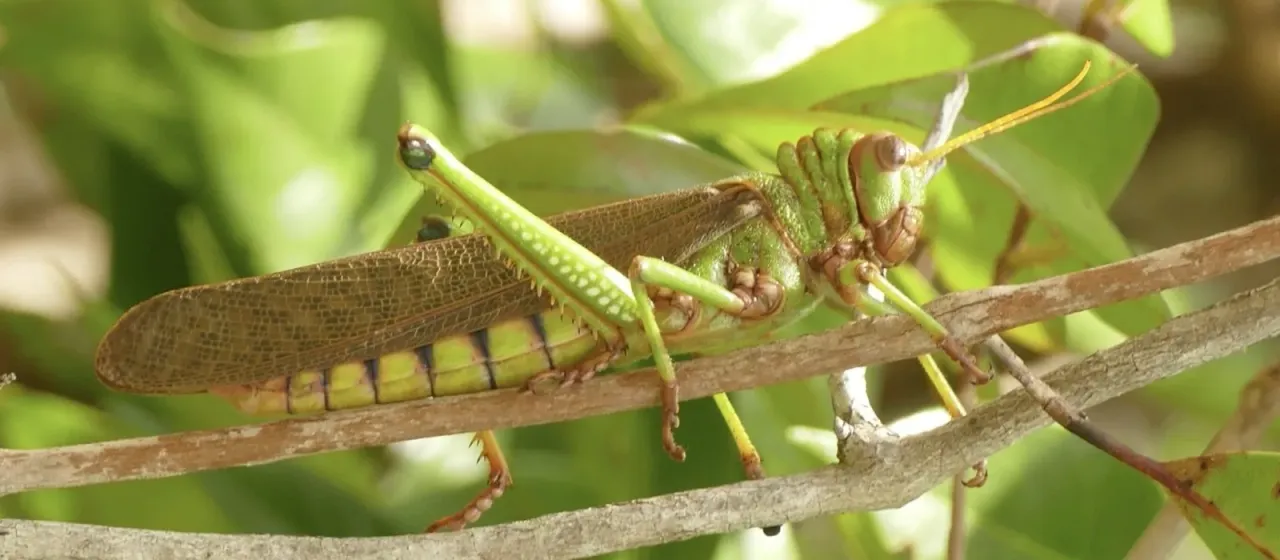 Giant red-winged locust