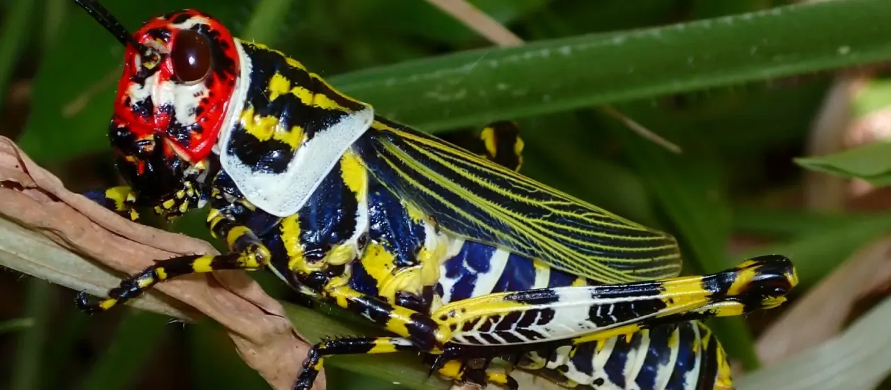 Zoniopoda omnicolor
