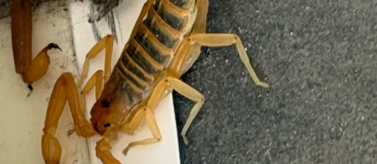 Arizona bark scorpion