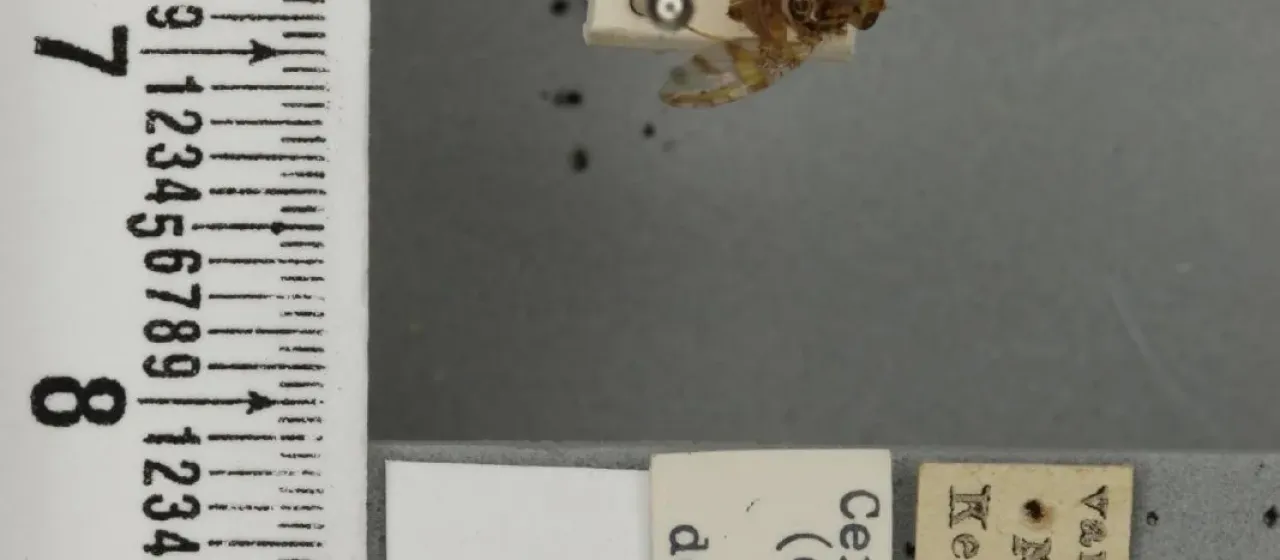 Плодовая муха Ceratitis caetrata