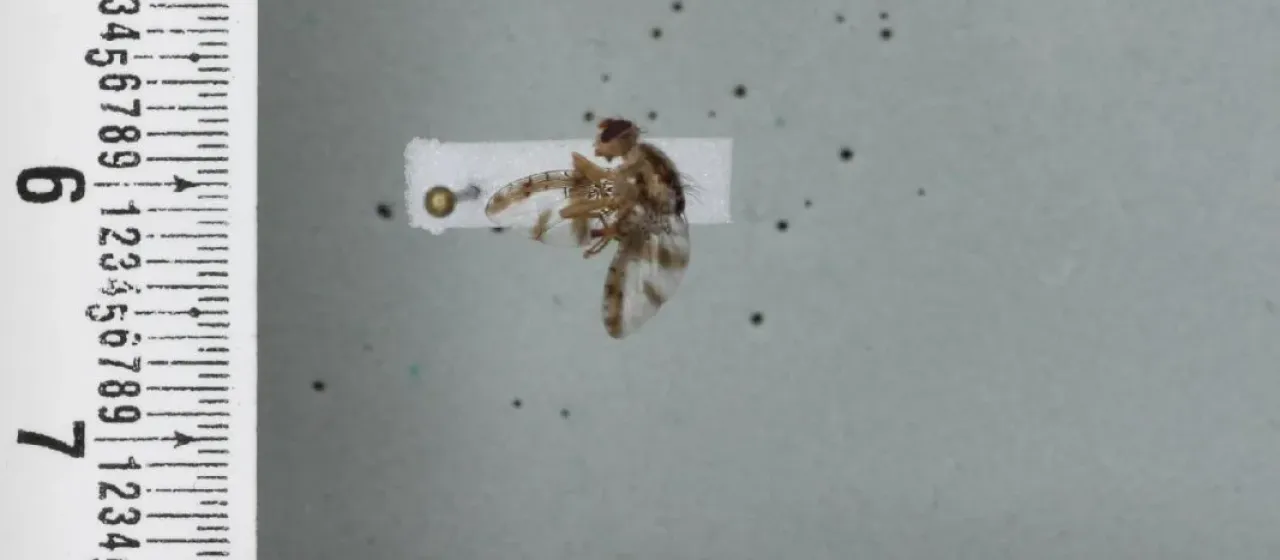 Плодовая муха Ceratitis ditissima