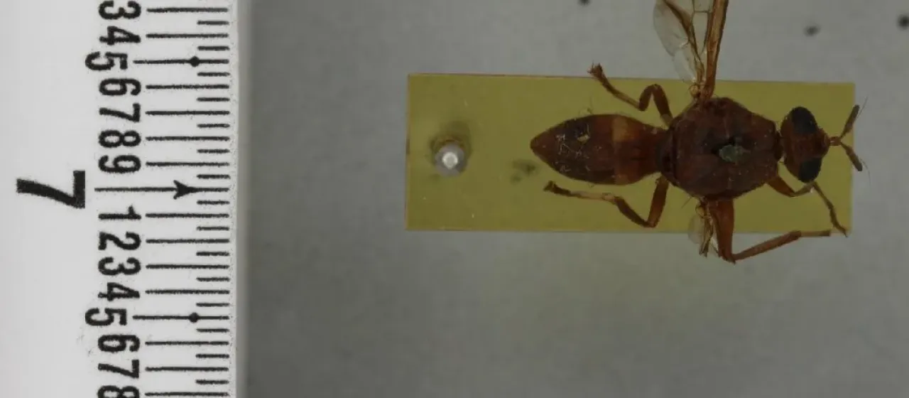 Плодовая муха Dacus pleuralis