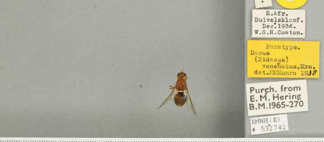 Плодовая муха Dacus venetatus