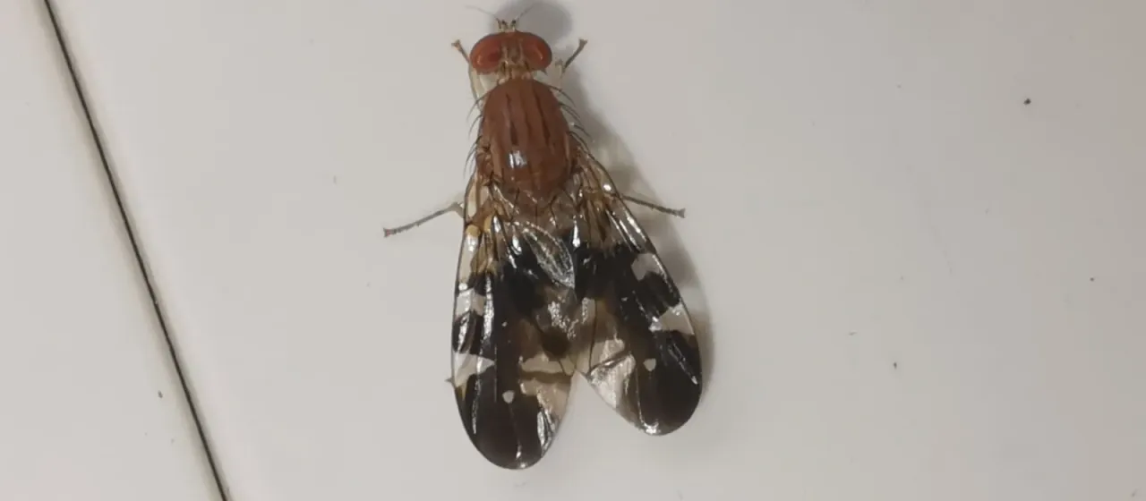 Acanthonevra