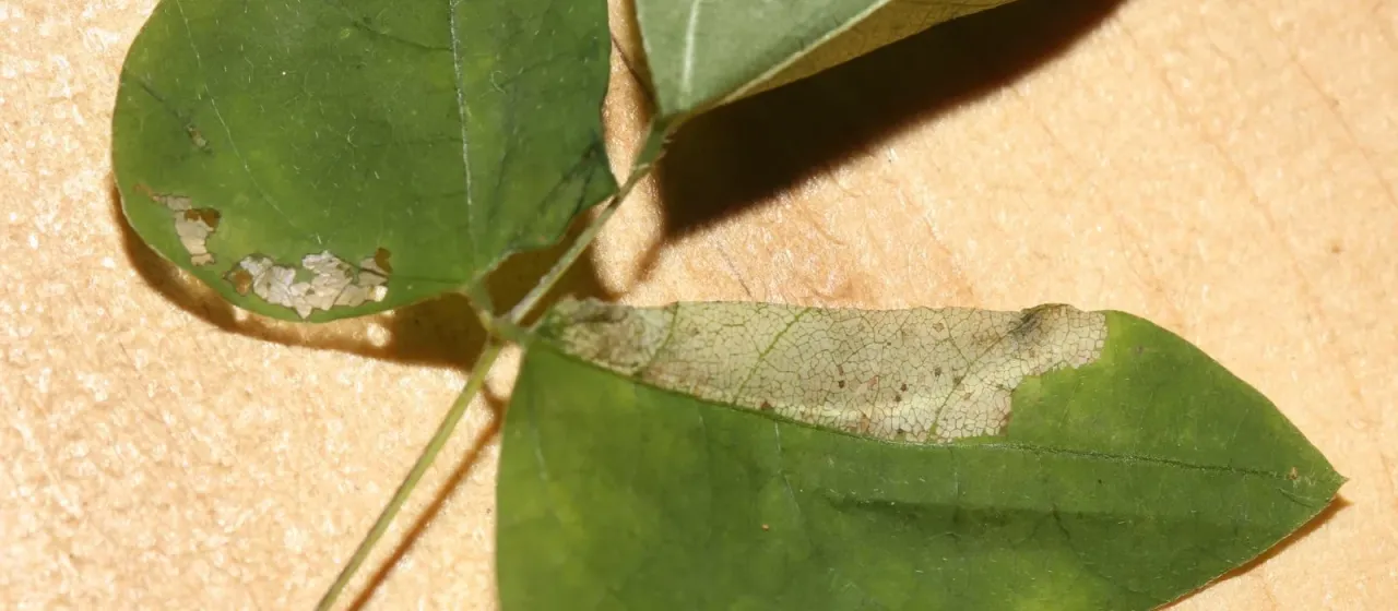 Минерующая моль Macrosaccus morrisella