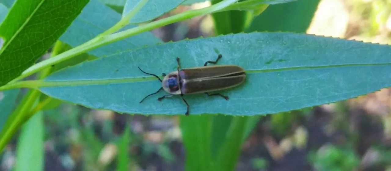 Светляк Photinus signaticollis