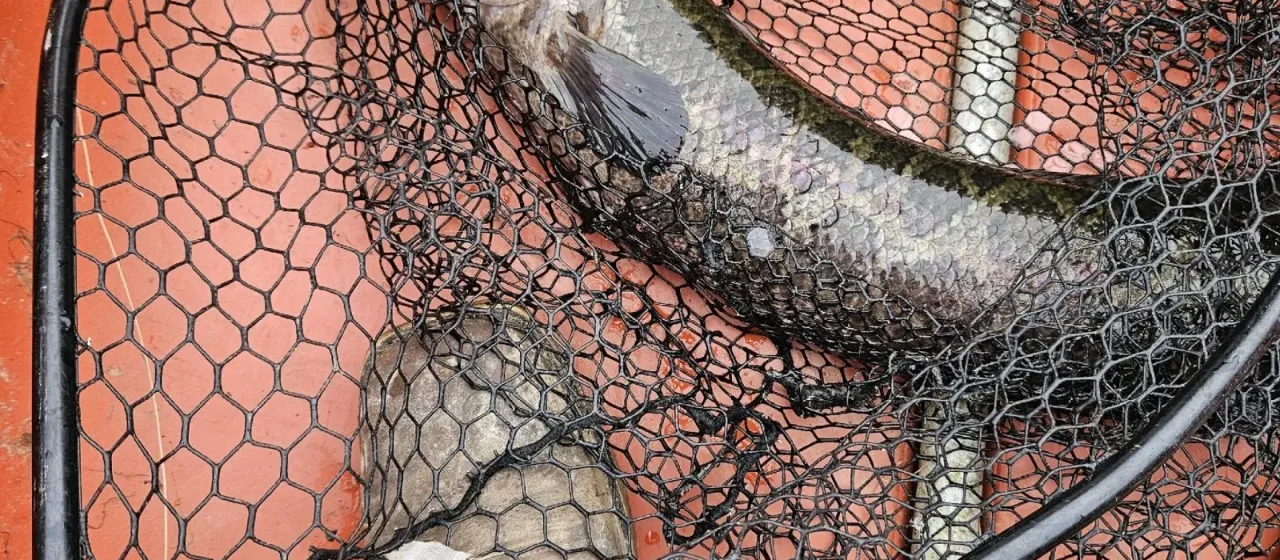 Northern snakehead